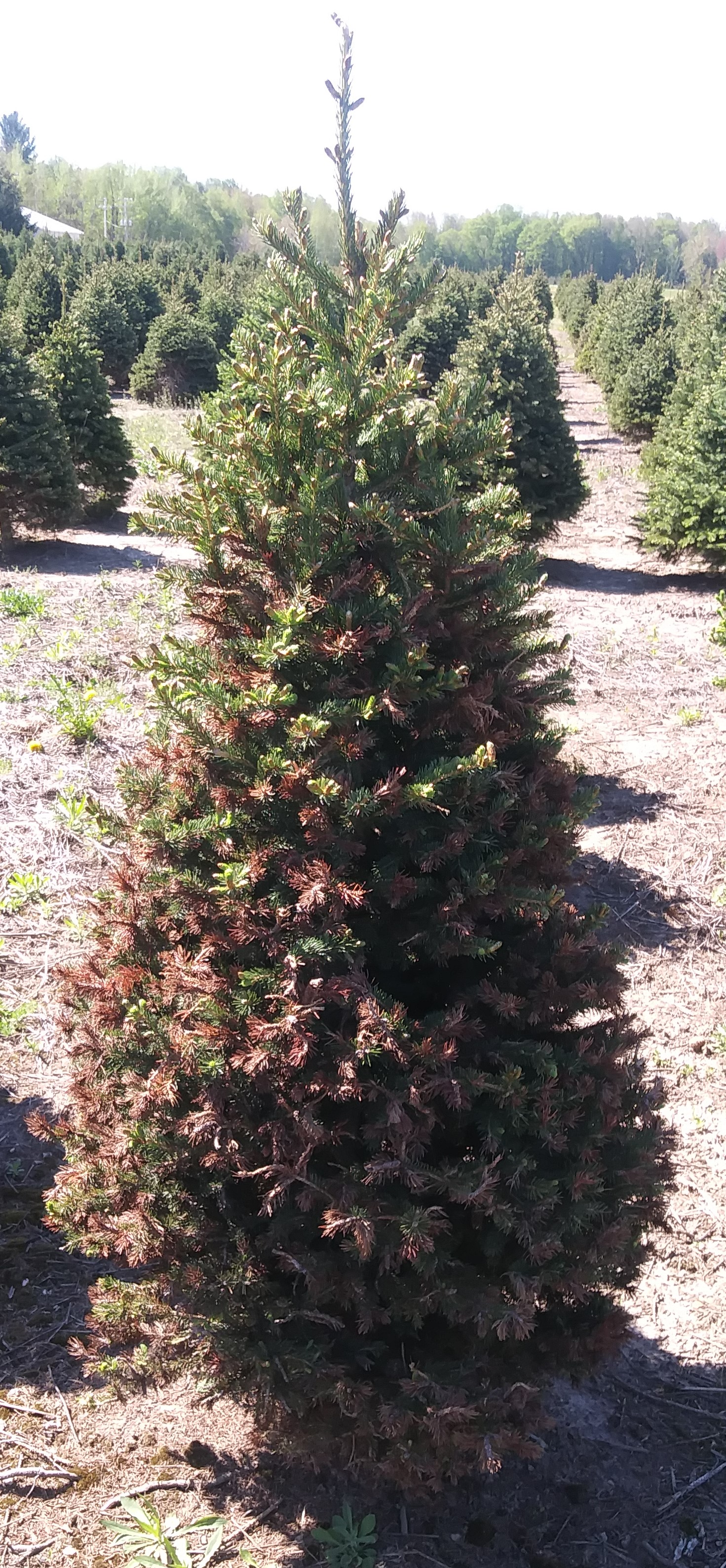 Spruce Gall Midge infested tree